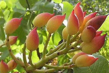 Pistachos